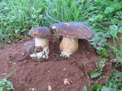 LES CEPES